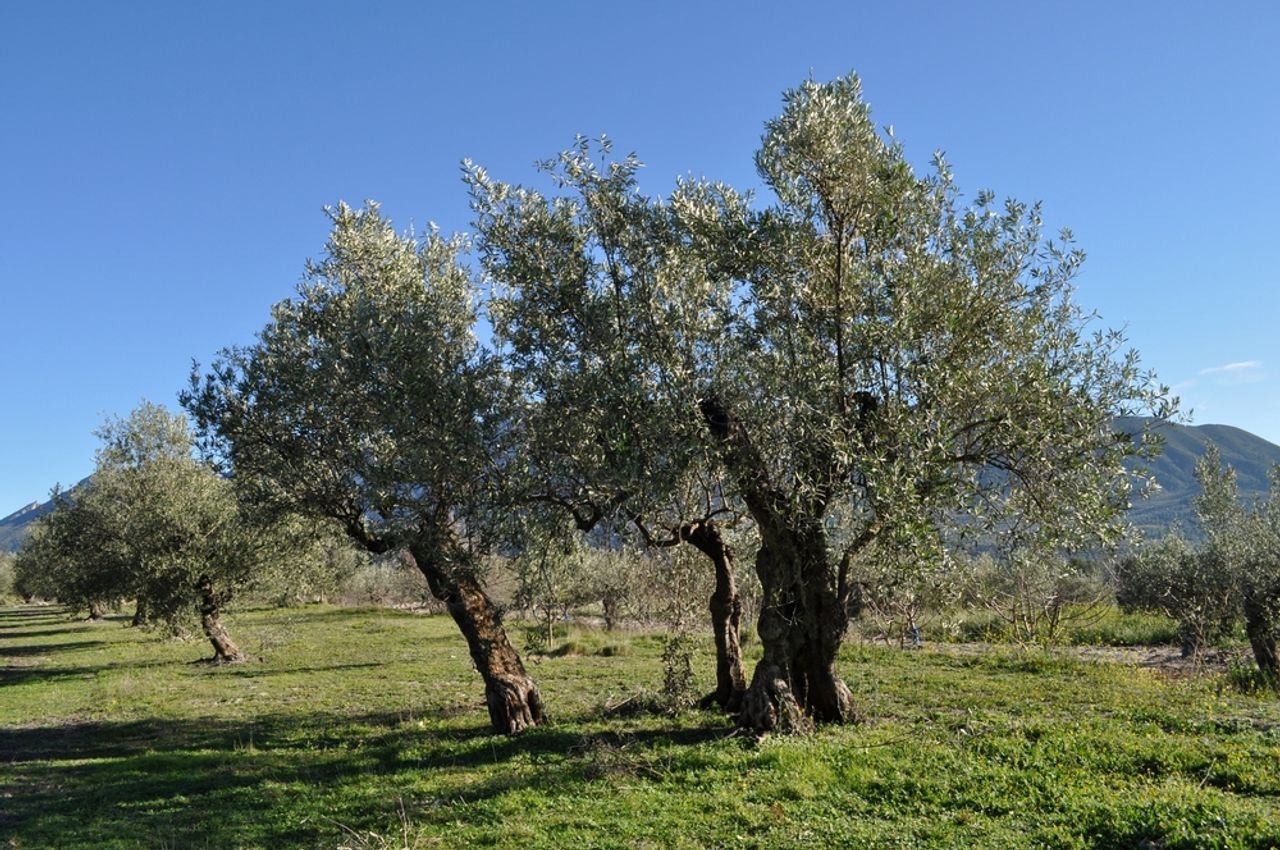 Shore excursion image of Alicante's Olive Groves & Ancient Streets